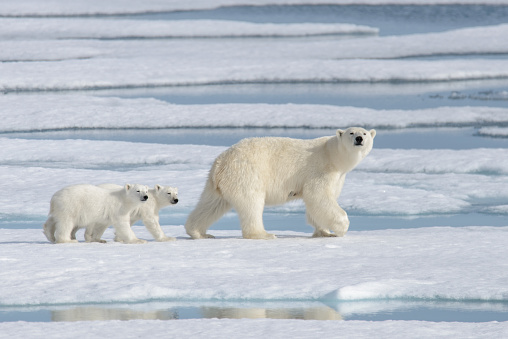 Oso polar salvaje (Ursus maritimus) madre y cachorro en el hielo de la manada photo