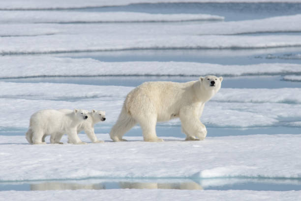 wild polar bear (ursus maritimus) mother and cub on the pack ice - arctic imagens e fotografias de stock