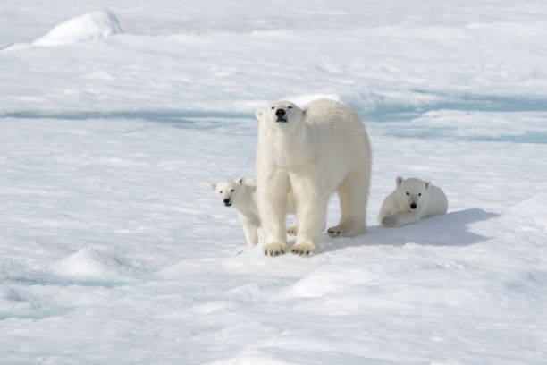 istock Wild polar bear (Ursus maritimus) mother and cub on the pack ice 1181703294