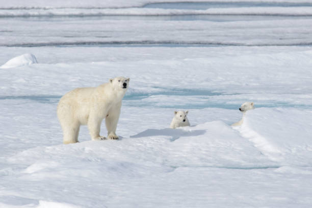 istock Wild polar bear (Ursus maritimus) mother and cub on the pack ice 1181703311