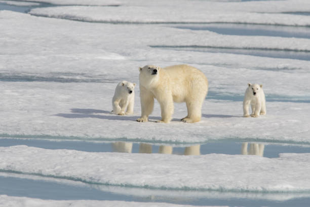 istock Wild polar bear (Ursus maritimus) mother and cub on the pack ice 1181703336