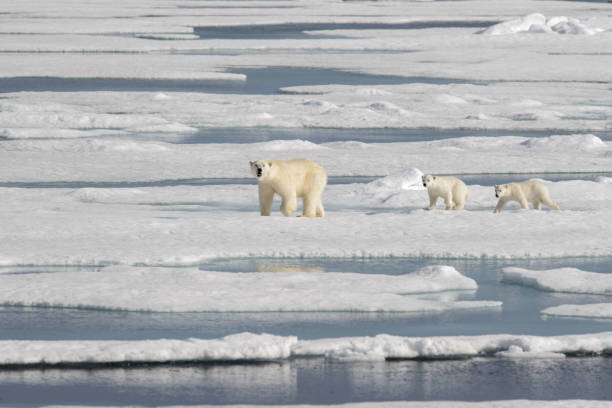 istock Wild polar bear (Ursus maritimus) mother and cub on the pack ice 1181703353