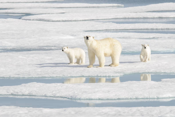 istock Wild polar bear (Ursus maritimus) mother and cub on the pack ice 1181703364