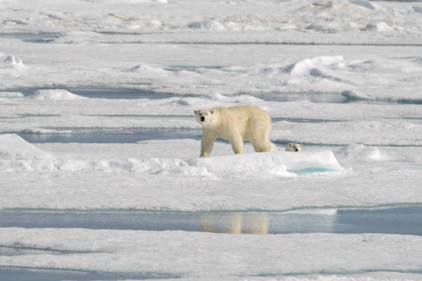 istock Wild polar bear (Ursus maritimus) mother and cub on the pack ice 1181703379