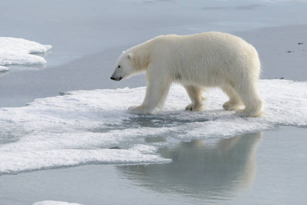 istock Wild polar bear on pack ice in Arctic 1181703402