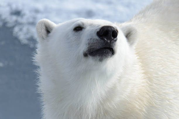 istock Polar bear's (Ursus maritimus) head close up 1181703912