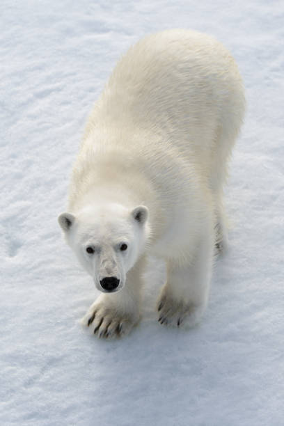 istock Wild polar bear on pack ice in Arctic 1181703961