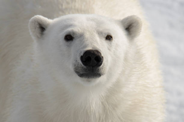 istock Wild polar bear on pack ice in Arctic 1181703974
