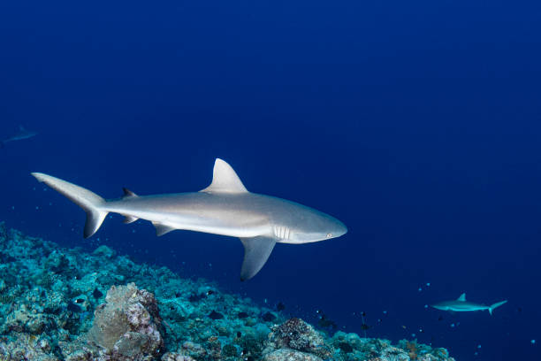 grey reef shark (carcharhinus amblyrhynchos) - palau, micronesia - tubarão cinzento dos recifes imagens e fotografias de stock