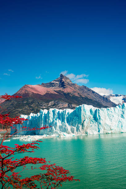 Wonderful view at the huge Perito Moreno glacier in Patagonia in golden Autumn, South America Wonderful view at the huge Perito Moreno glacier in Patagonia in golden Autumn, South America, sunny day, blue sky argentina nature andes autumn stock pictures, royalty-free photos & images