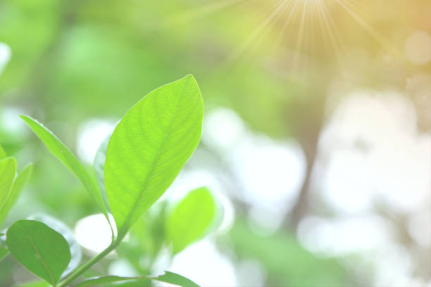 istock Green leaves on blurred natural green background. 1181712330