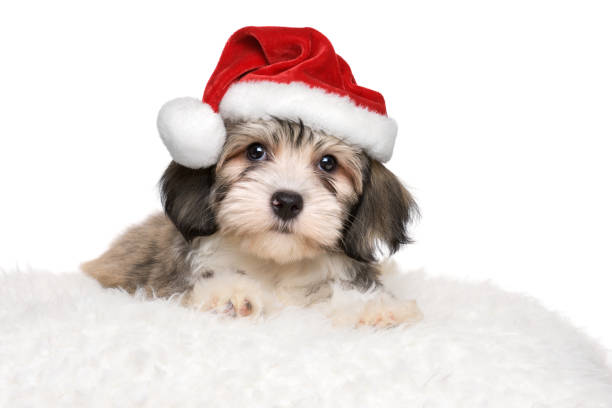 Cute havanese puppy is lying on a white pillow in Santa's hat Cute Bichon Havanese puppy dog is lying on a white cushion in Santa's hat - isolated on white background red cushion covers stock pictures, royalty-free photos & images