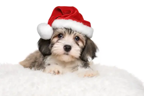 Cute Bichon Havanese puppy dog is lying on a white cushion in Santa's hat - isolated on white background