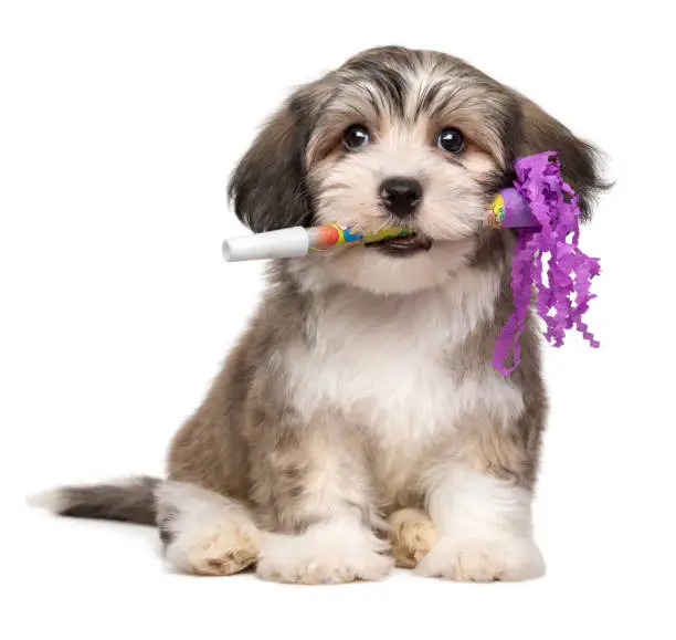 Cute Havanese puppy dog holds a New Year's Eve trumpet in his mouth - isolated on white background
