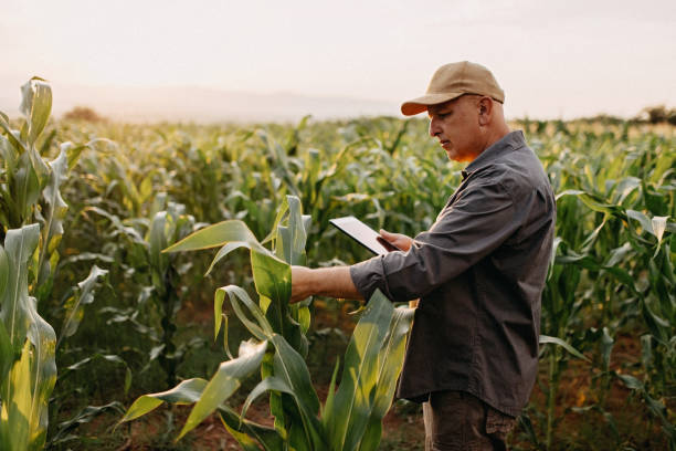 l'homme supervise le cafard - crop farm nature man made photos et images de collection