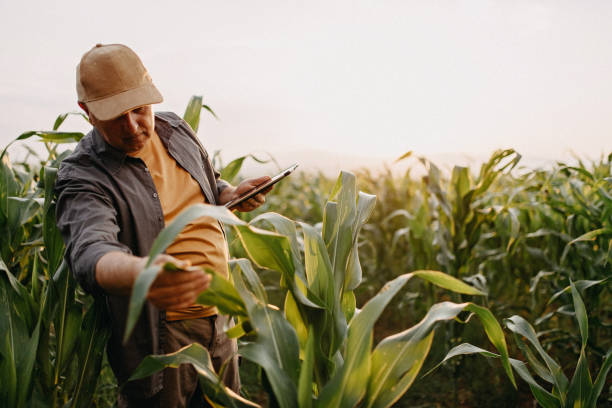 istock Farmer in corn plant field 1181713001