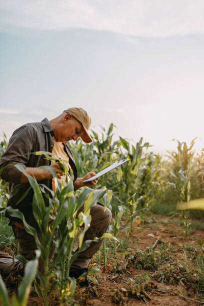 istock Farmer in corn plant field 1181713009