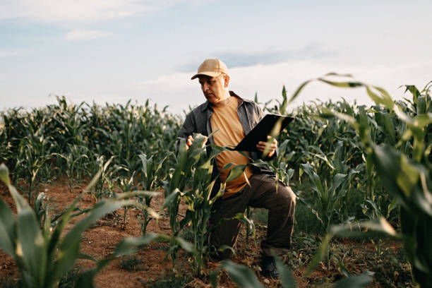 istock Farmer in corn plant field 1181713078