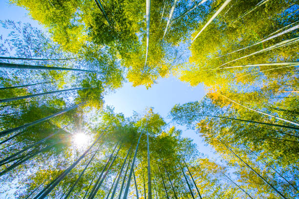 istock Landscape of bamboo forest with blue sky 1181713179