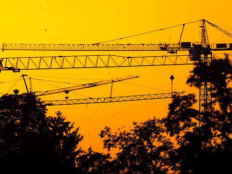 Silhouette of cranes in dusk