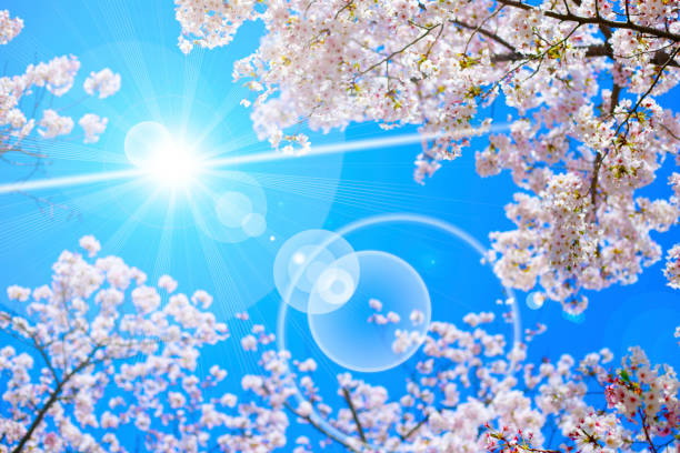 Japanese cherry blossoms and blue sky