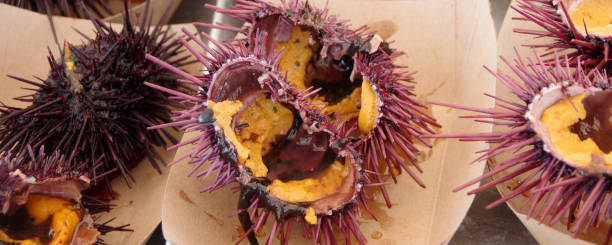 istock Sea Urchin Food 1181713446