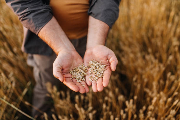 agricoltore controllato raccolto nel suo campo - seed human hand wheat cereal plant foto e immagini stock