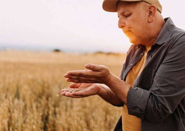 istock A farmer in a grain field 1181714192