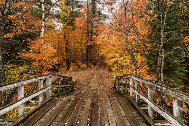 istock The dampness after a rainfall enhances an autumn scene 1181715377