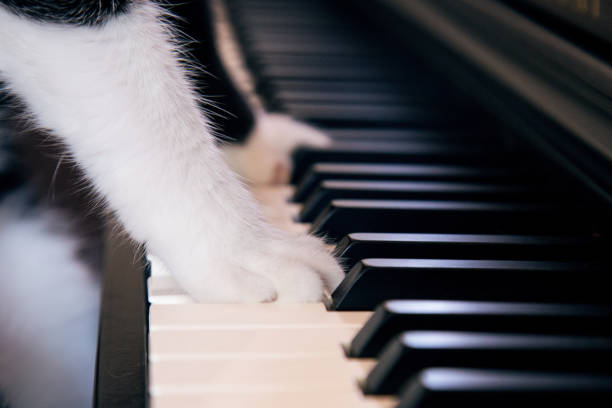 patas brancas de um gato em chaves do sintetizador. - shorthair cat audio - fotografias e filmes do acervo