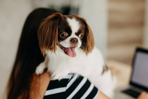 istock My best friend on work with me 1181718086