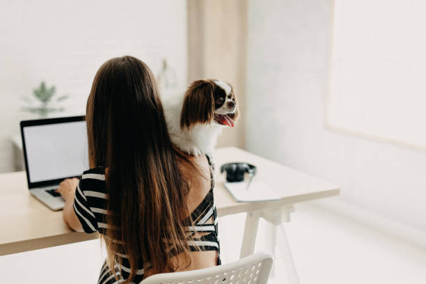 istock Cute dog in office 1181718293