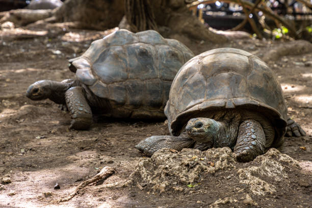 istock Giant tortoises from Prison Island sanctuary 1181719122