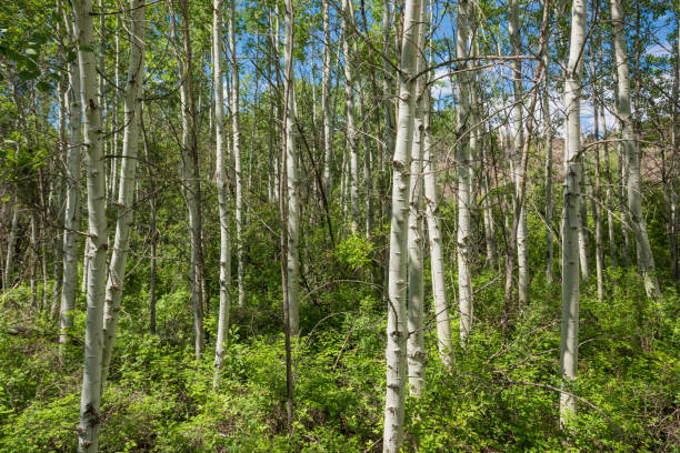 istock Aspen Grove in the Spring 1181720181