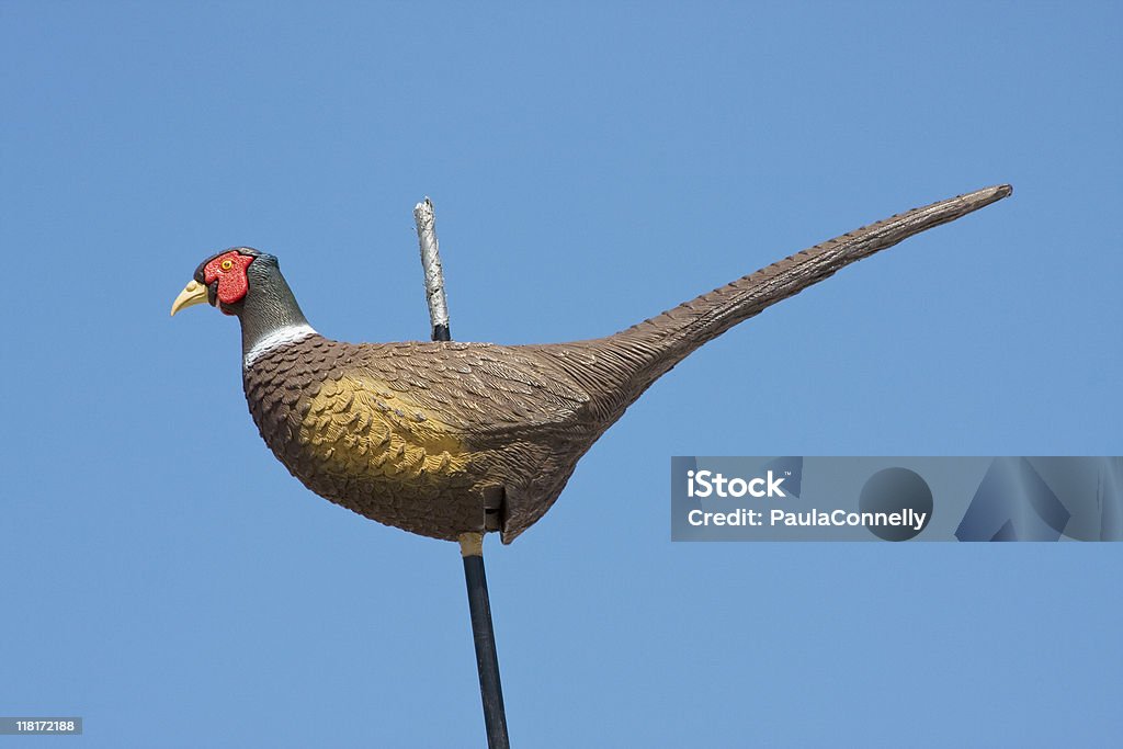 Fasan Decoy - Lizenzfrei Blau Stock-Foto