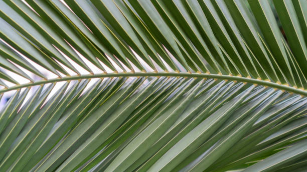 istock Green palm tree branch close-up 1181722263