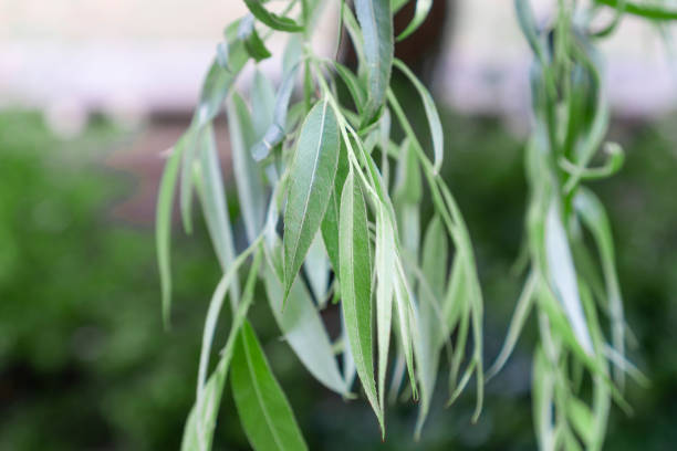 Beautiful leaves of willow tree close-up on a background of forest and sky.