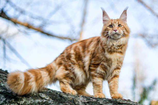 istock Maine coon kitten sitting on a tree in forest. 1181723026