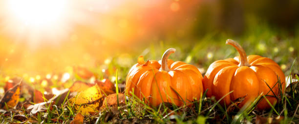 Two Mini Pumpkins And Leaves In Grass stock photo