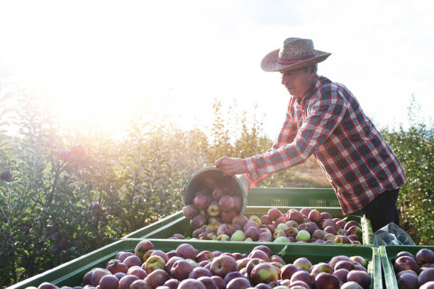 istock Senior farmer harvesting apples 1181729775