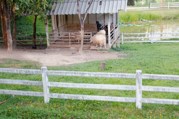 istock herd flock of sheep goat in farm 1181730552
