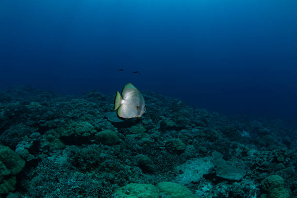 Circular Spadefish or Batfish (Platax orbicularis) - Palau, Micronesia Circular Spadefish or Batfish (Platax orbicularis) and reef in Palau - Micronesia orbicular batfish stock pictures, royalty-free photos & images