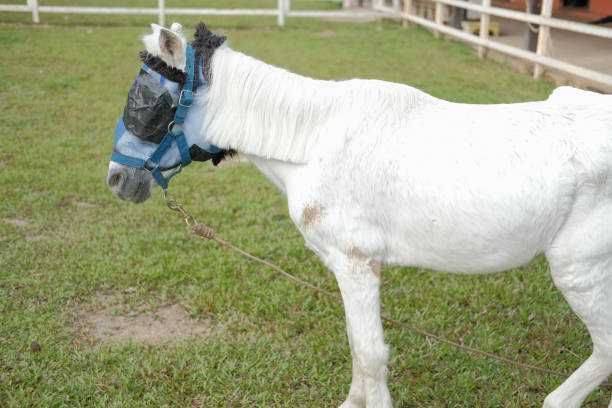 istock white pony horse with mane in farm 1181730569