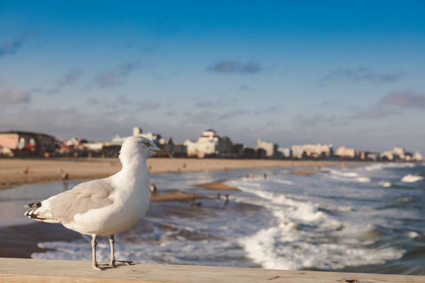 Herring gull standing on a pier at Ocean City, Maryland with the beach and hotels in the background