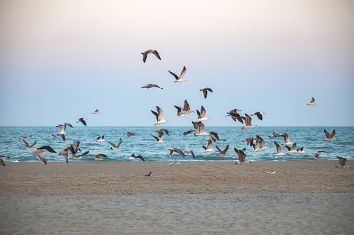Flock of seagulls taking off on the beach at Ocean City, Maryland