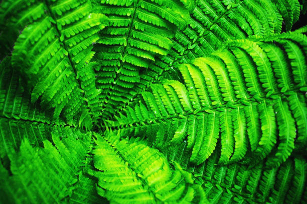 Overhead view depicting selective focus close up of colorful green fern leaves. Room for copy space.