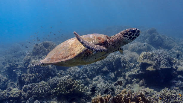 istock Hawksbill Sea Turtle at Bagalangit - Big#4 1181732259