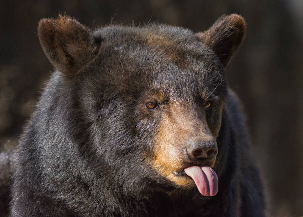 istock Brown Bear sticking out tongue 1181732446