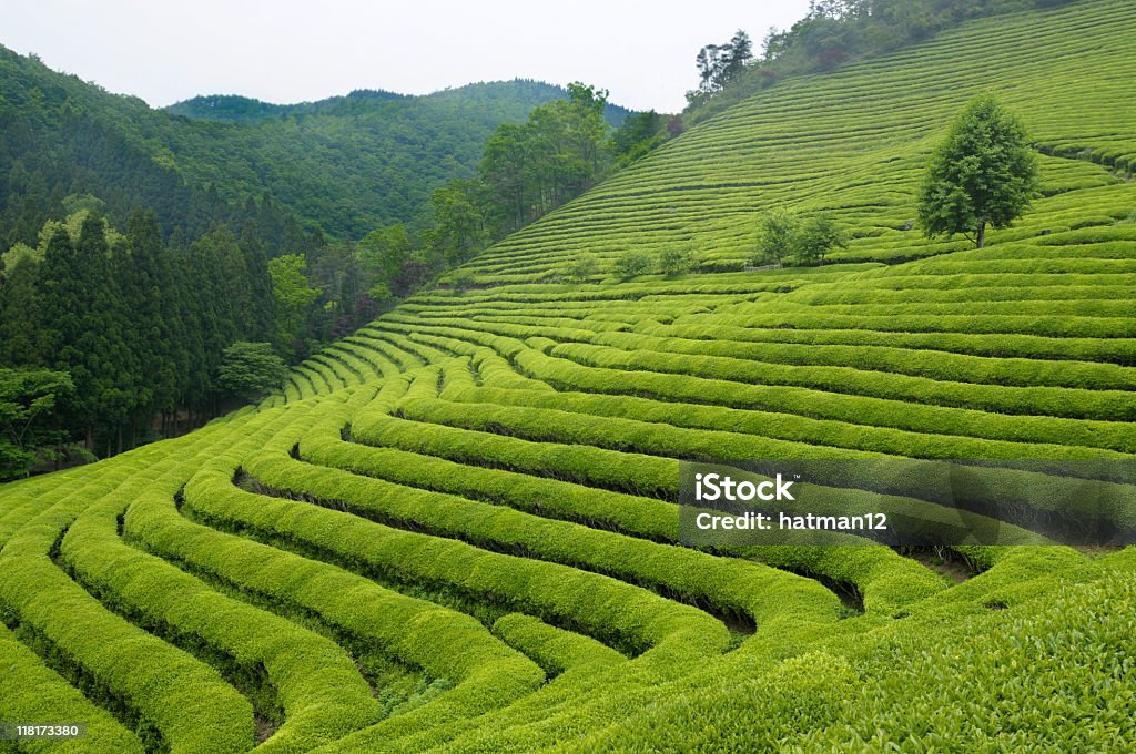Чайная плантации - Стоковые фото Плантация роялти-фри