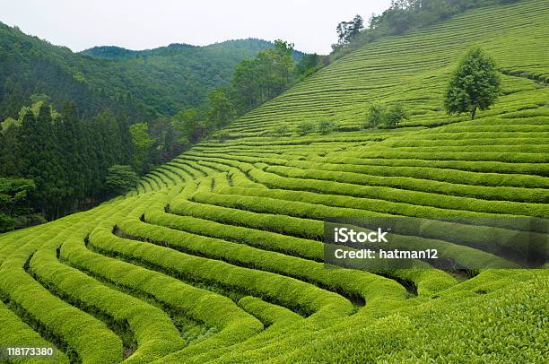 Чайная Плантации — стоковые фотографии и другие картинки Плантация - Плантация, Чай - сельскохозяйственная культура, Чайные листья